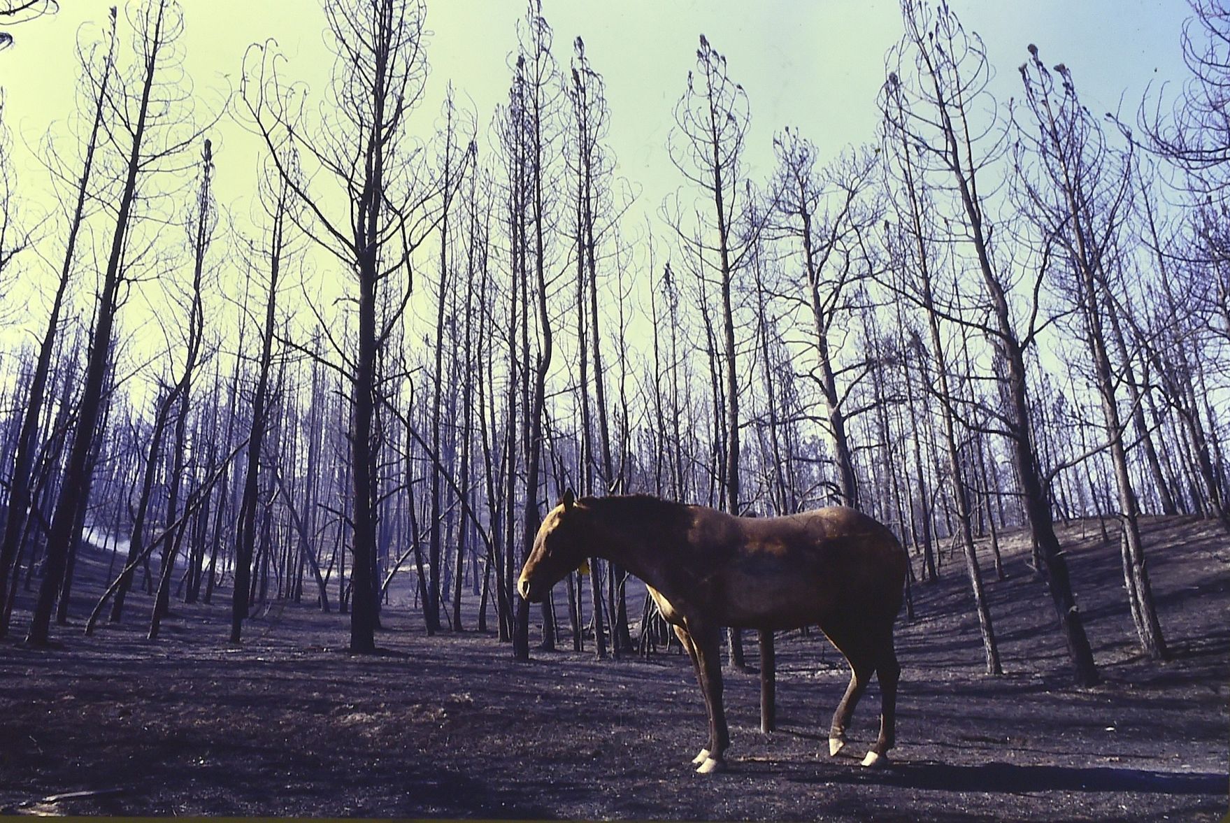 Hawk Creek horse